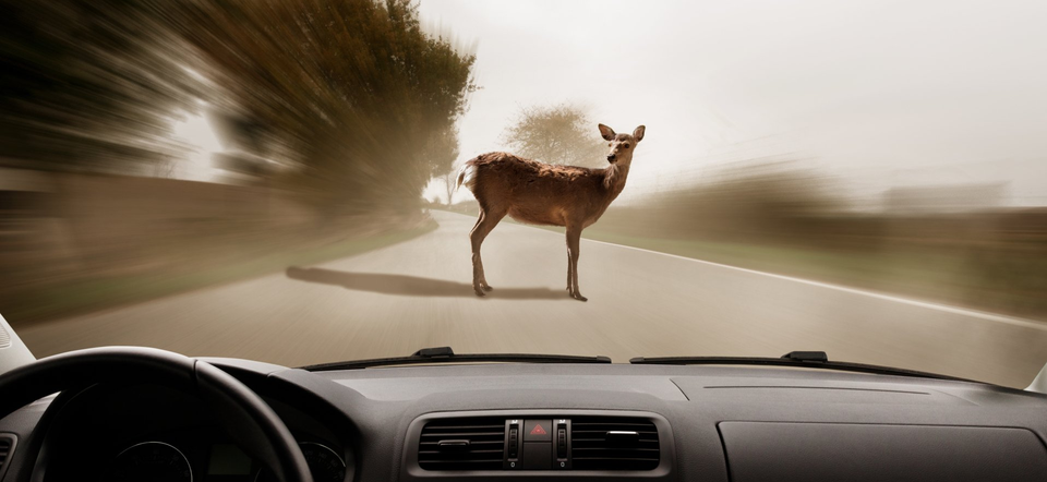 Deer collisions in northwest Ohio