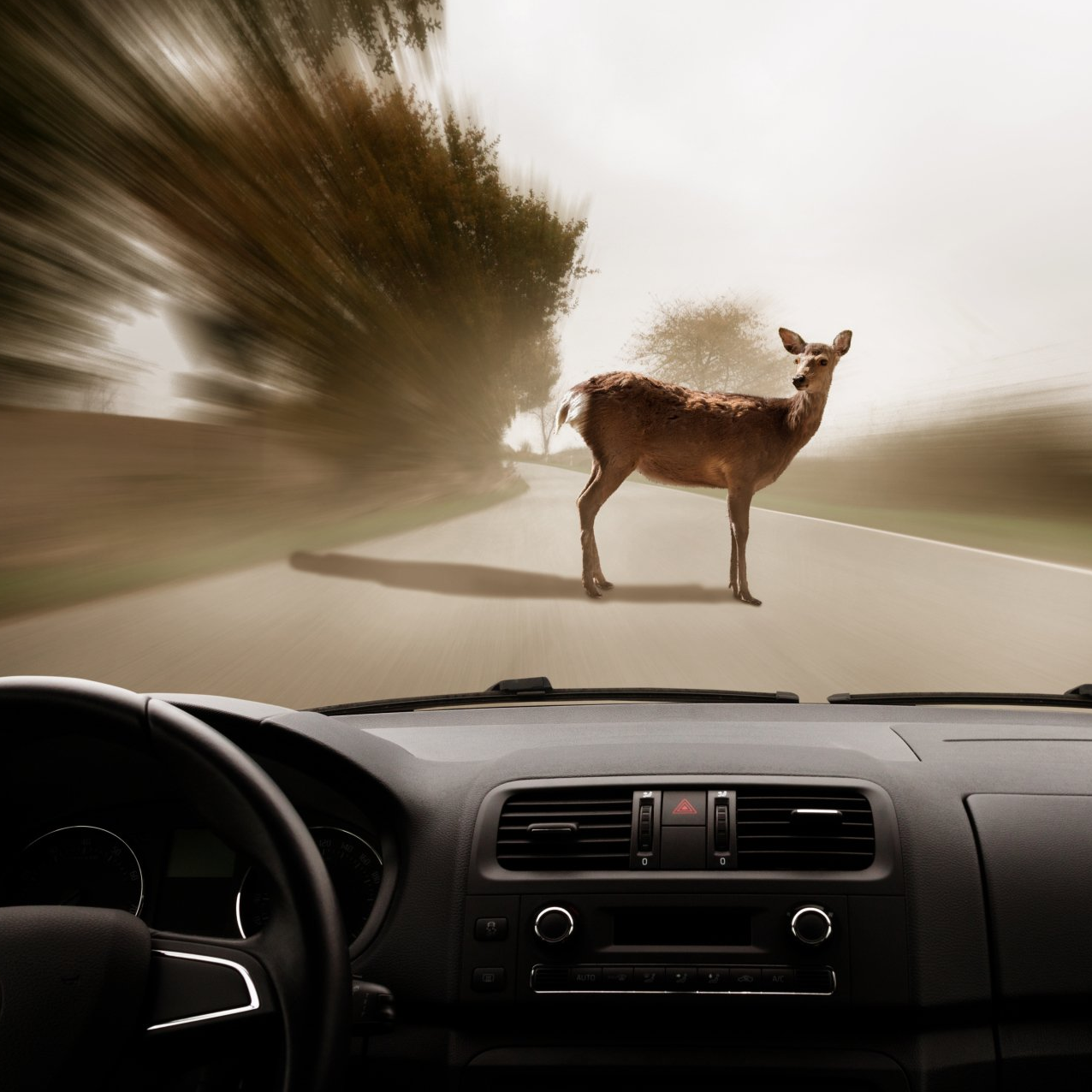 deer collisions in northwest ohio and car insurance
