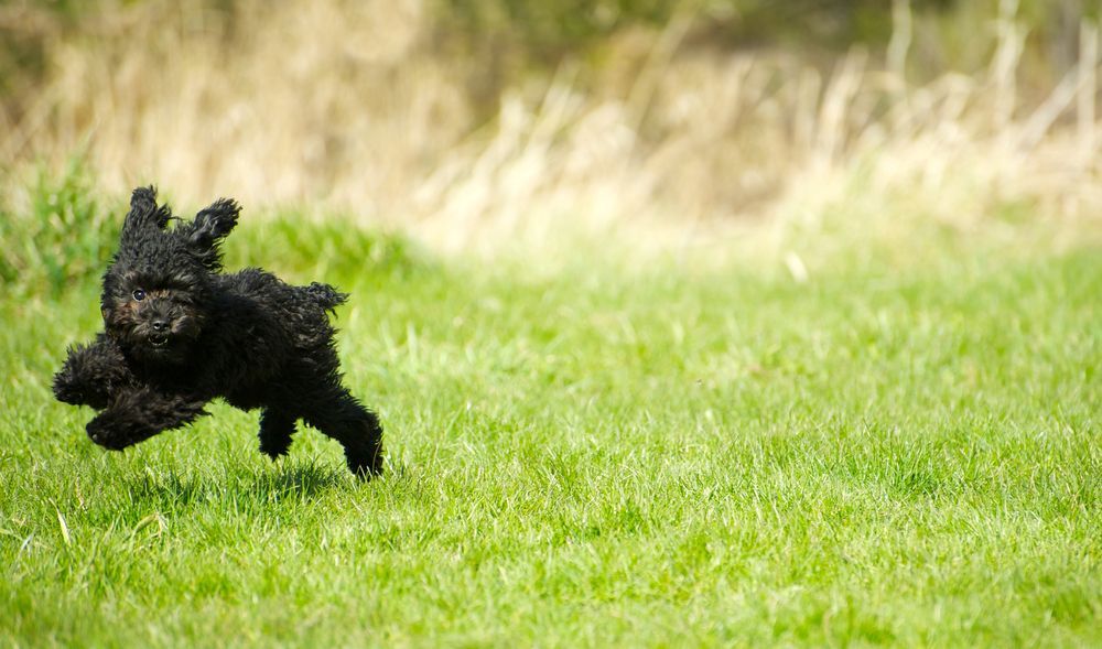 Black Dog Running on Green Grass — Canine Training School in Port Douglas, QLD