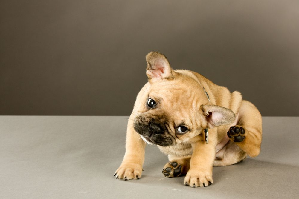 French Bulldog Puppy Scratching Its Ear, Light Brown Fur — Canine Training School in Trinity Park, QLD