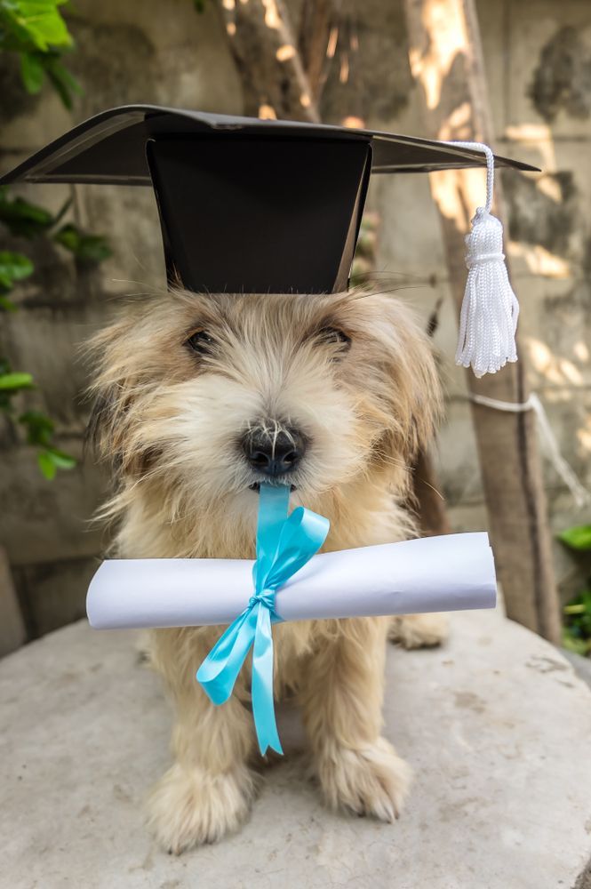 Dog Wearing a Graduation Cap — Canine Training School in Trinity Park, QLD