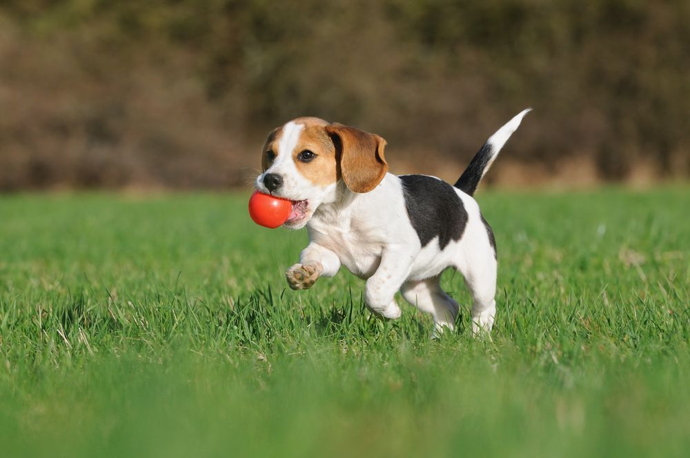 Beagle Puppy Running on Grass With an Orange Ball in Its Mouth — Canine Training School in Trinity Park, QLD