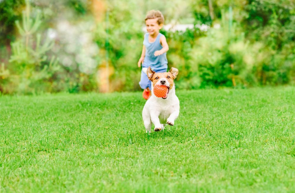 A small dog with an orange ball in its mouth runs across a grassy field, followed by a child in a blue tank top.
