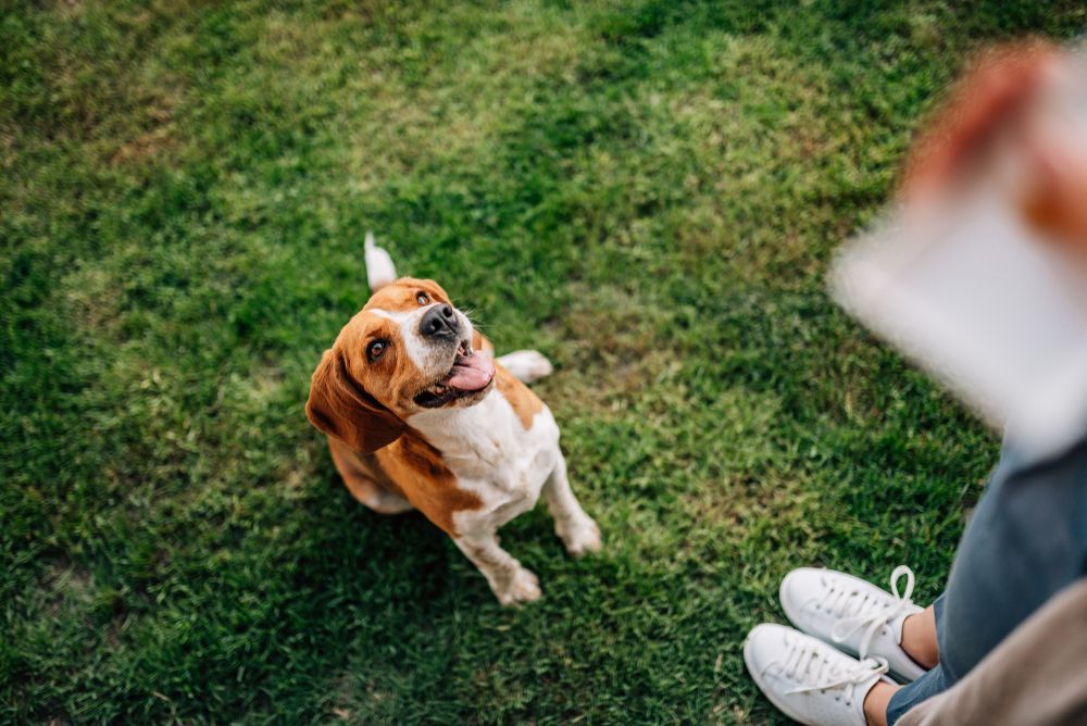 Beagle Dog Sitting on Grass — Canine Training School in Trinity Park, QLD