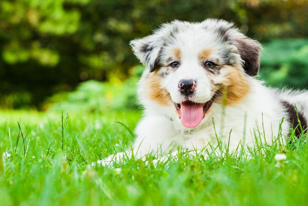 Australian Shepherd Puppy Lying in Grass — Canine Training School in Trinity Park, QLD