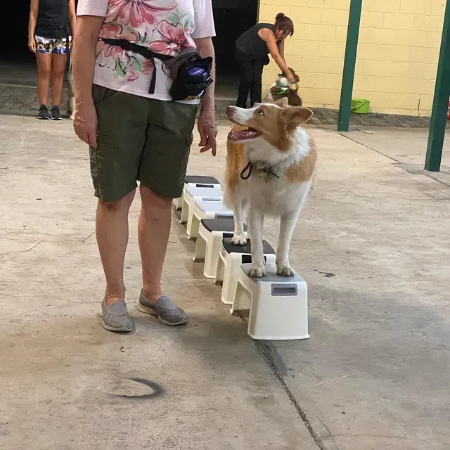Dog on steps, looking at person. Training outdoors with other people in the background.