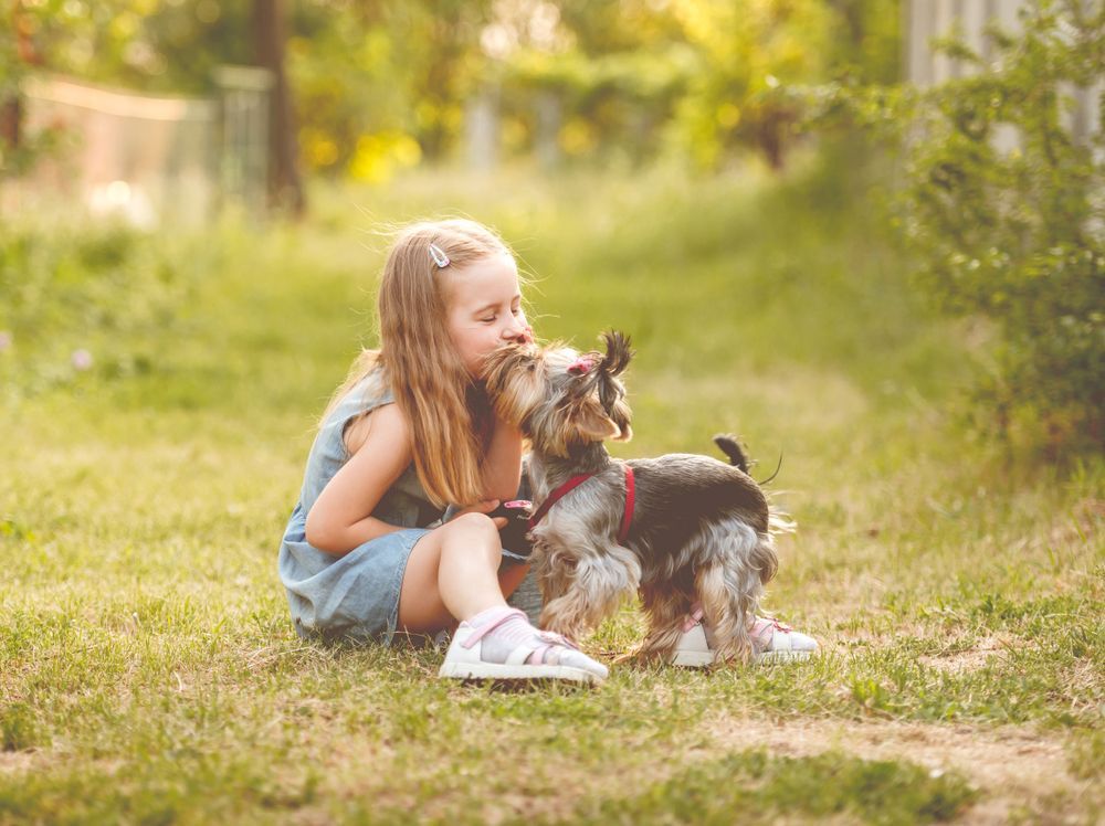 Girl Kisses a Small Dog Sitting in Grass, Sunny Outdoor Setting — Canine Training School in Trinity Park, QLD