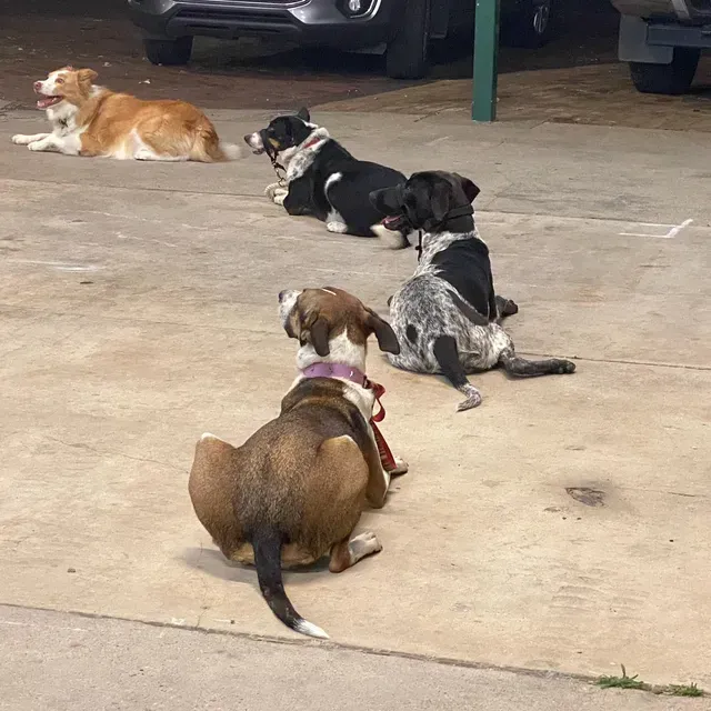 Six dogs of various breeds, sitting and lying on a concrete surface.