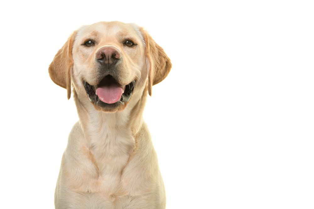 Yellow Labrador Retriever, Smiling, With Tongue Visible — Canine Training School in Port Douglas, QLD