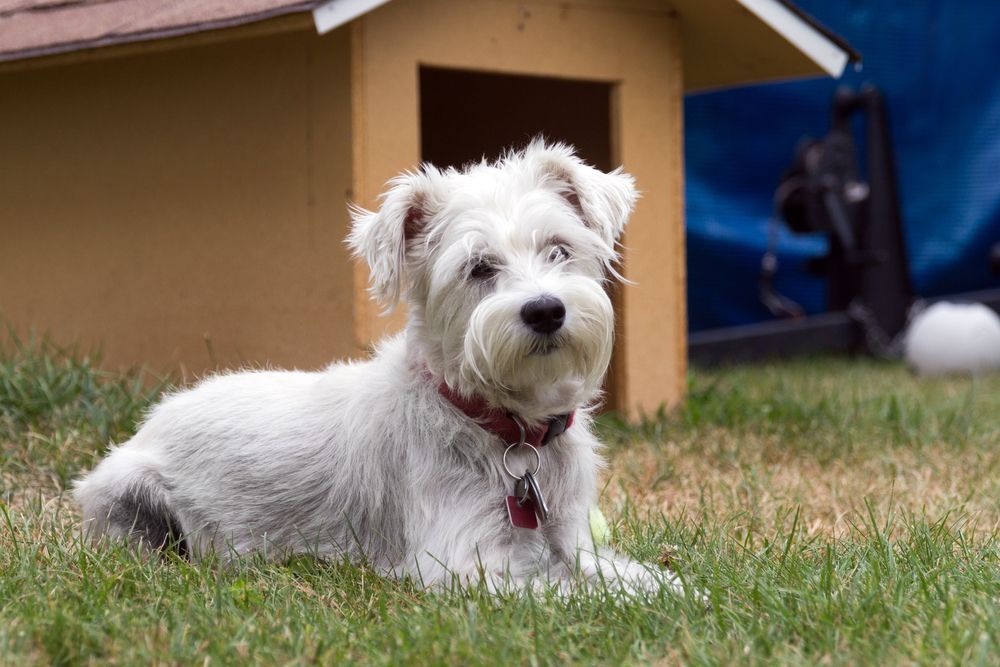 White Schnauzer Dog Wearing a Red Collar — Canine Training School in Atherton Tablelands, QLD