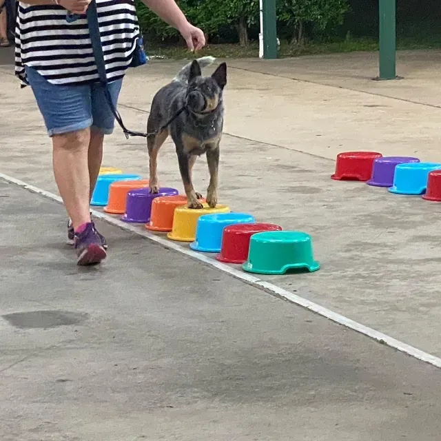 Dog on colorful stepping stools, held on leash by a person, in an outdoor setting.