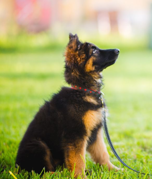 Puppy on Leash Sitting Attentively, Looking Up at Person's Legs — Canine Training School in Trinity Park, QLD