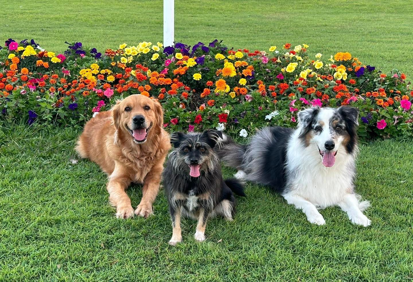 Three Dogs Pose on Grass in Front of a Colorful Flower Bed — Canine Training School in Trinity Park, QLD