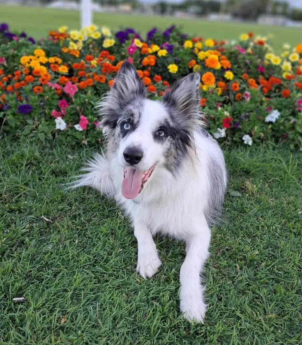 Blue Merle Border Collie With Tongue Out — Canine Training School in Trinity Park, QLD
