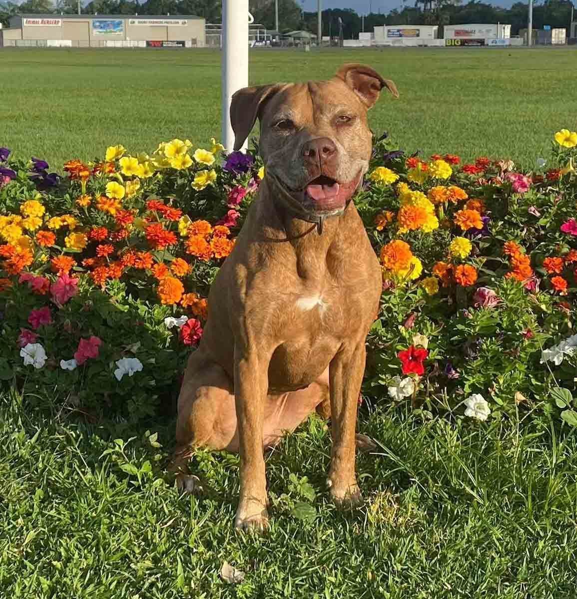 Brown Dog Sitting in Front of Colorful Flowers — Canine Training School in Trinity Park, QLD
