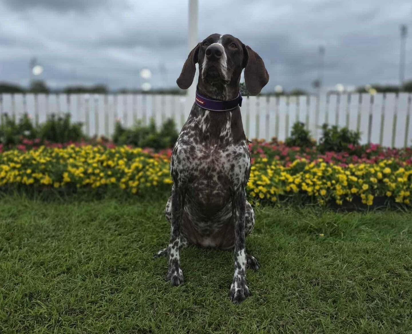 German Shorthaired Pointer dog sitting in front of a white fence and flowerbed on a cloudy day.