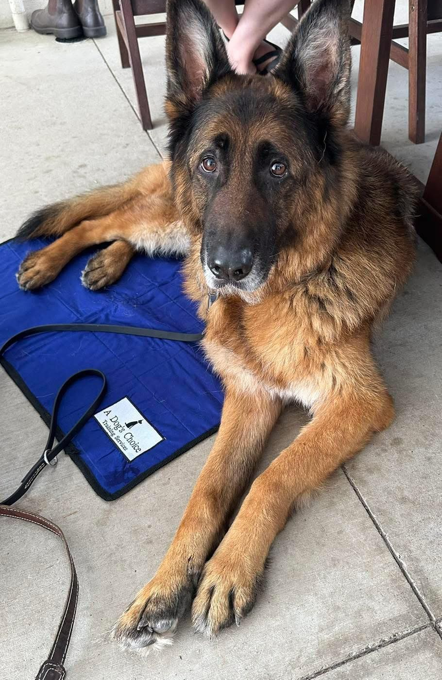 German Shepherd dog resting on a blue mat, brown and black fur, outdoors.