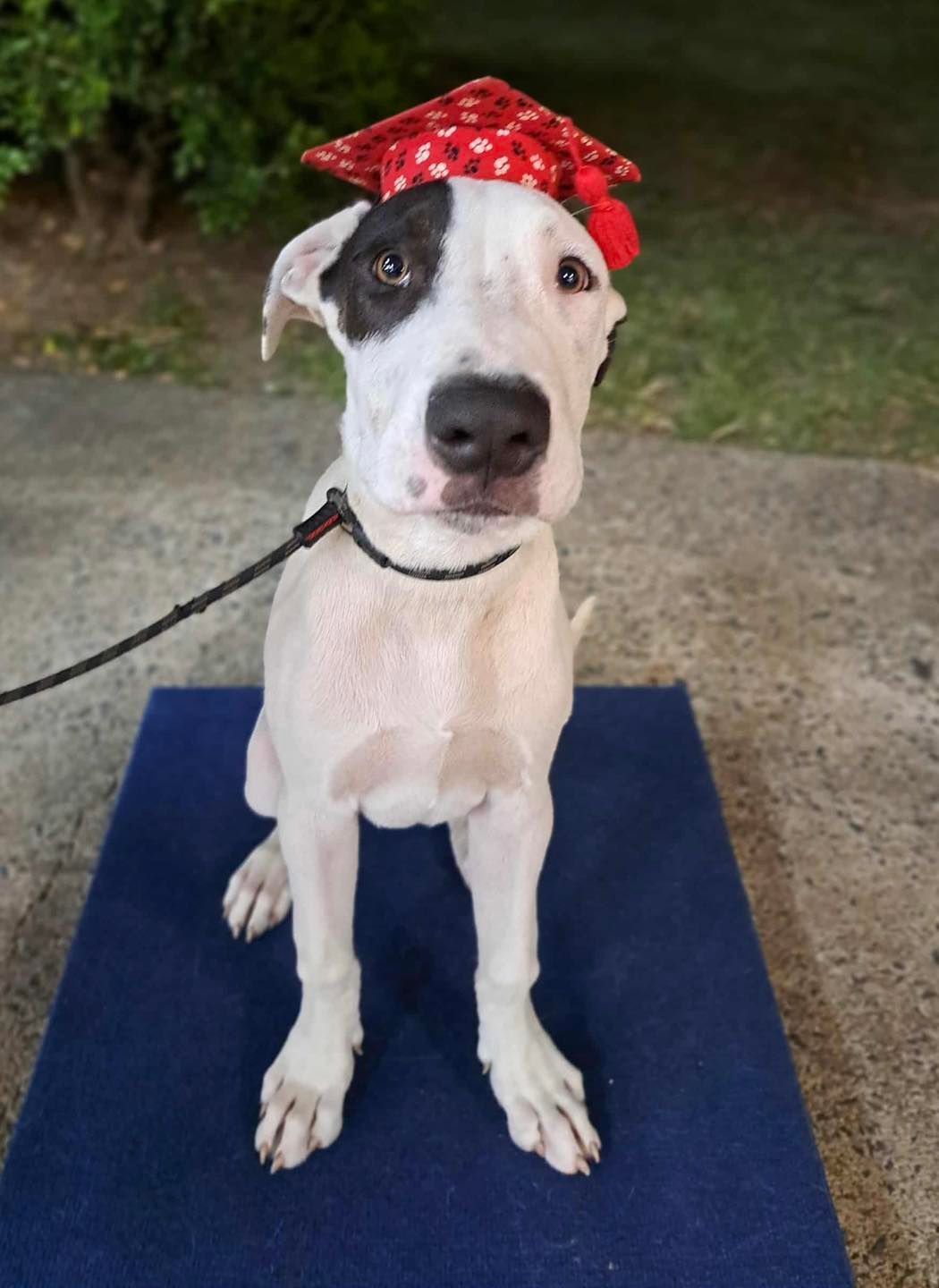 White and Black Spotted Dog Wearing a Red Graduation Cap — Canine Training School in Trinity Park, QLD