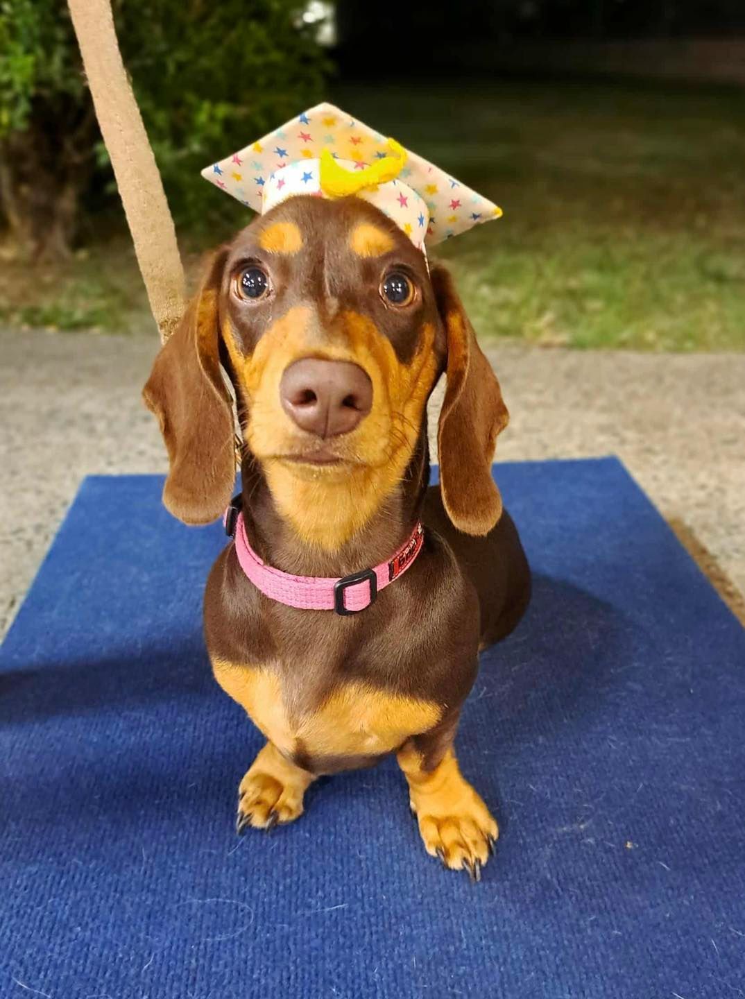 Brown Dachshund Dog Wearing a Graduation Cap — Canine Training School in Port Douglas, QLD