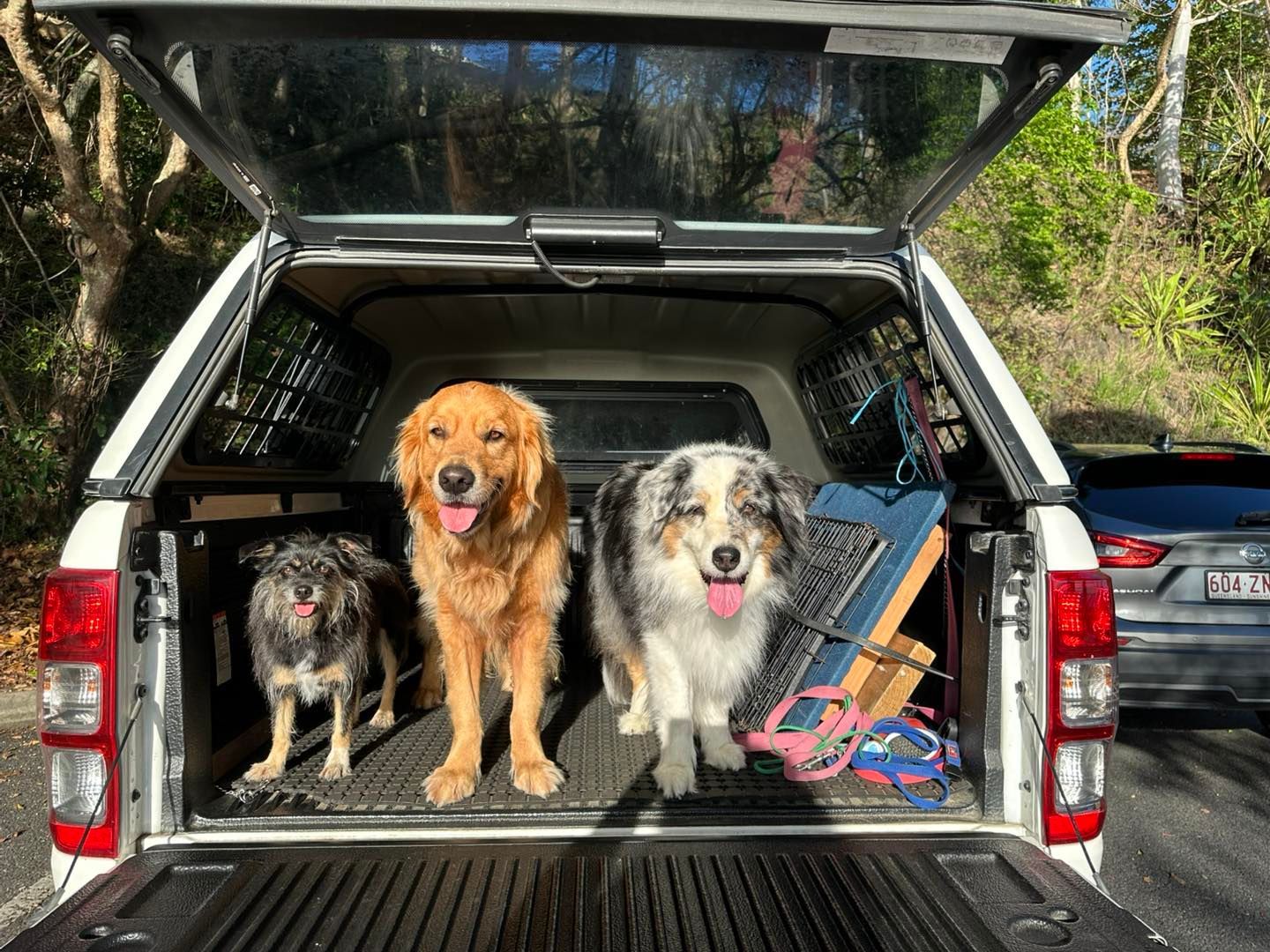 Three Dogs With Tongues Out in a Truck Bed — Canine Training School in Trinity Park, QLD