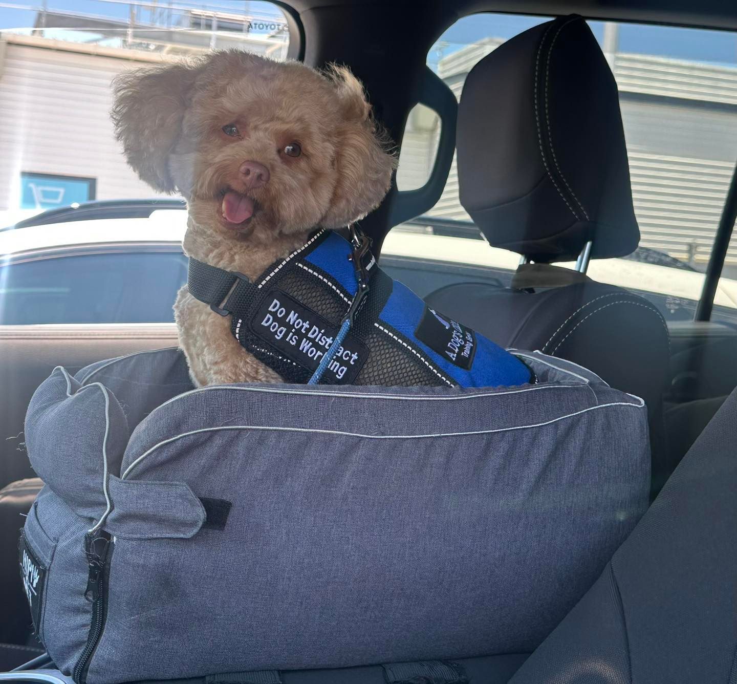 A light brown dog with its tongue sticking out sits in a gray pet car seat, wearing a blue 