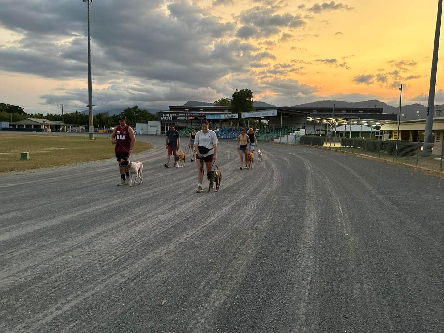 Brown Dog Wearing a Pink Graduation Cap, Sitting on a Blue Mat — Canine Training School in Trinity Park, QLD