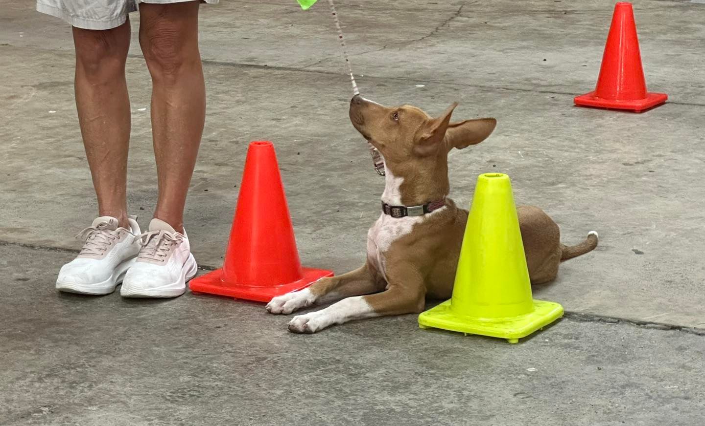 Dog Lying Down, Looking Up at a Person With a Leash — Canine Training School in Trinity Park, QLD