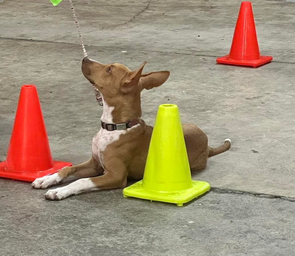 Dog Training With Cones — Canine Training School in Trinity Park, QLD