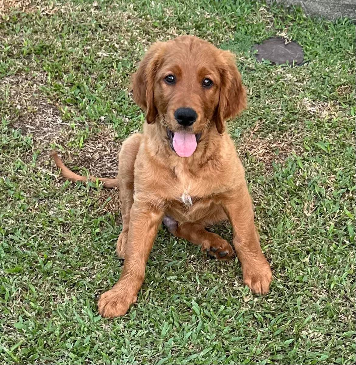 Golden-brown dog sitting in grass with tongue out.— Canine Training School in Trinity Park, QLD