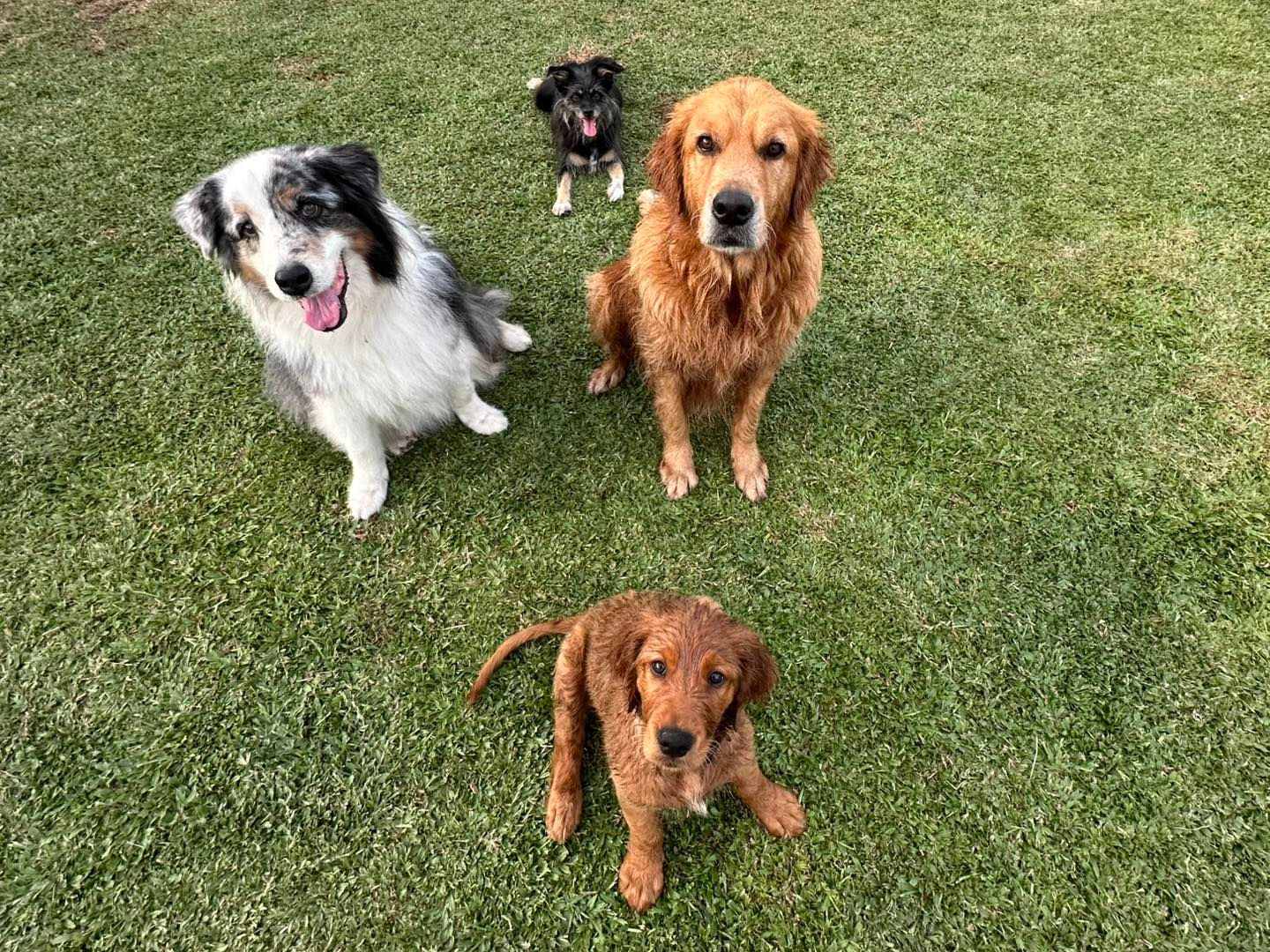Four Dogs Sitting on Green Grass, Looking at the Camera — Canine Training School in Trinity Park, QLD