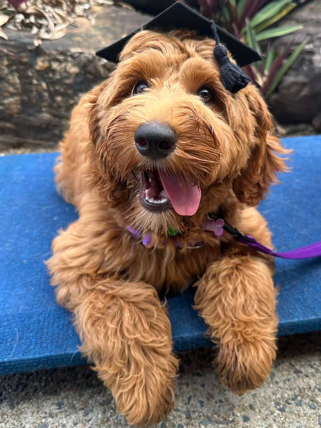 Golden-brown Goldendoodle Puppy With a Black Graduation Cap — Canine Training School in Trinity Park, QLD