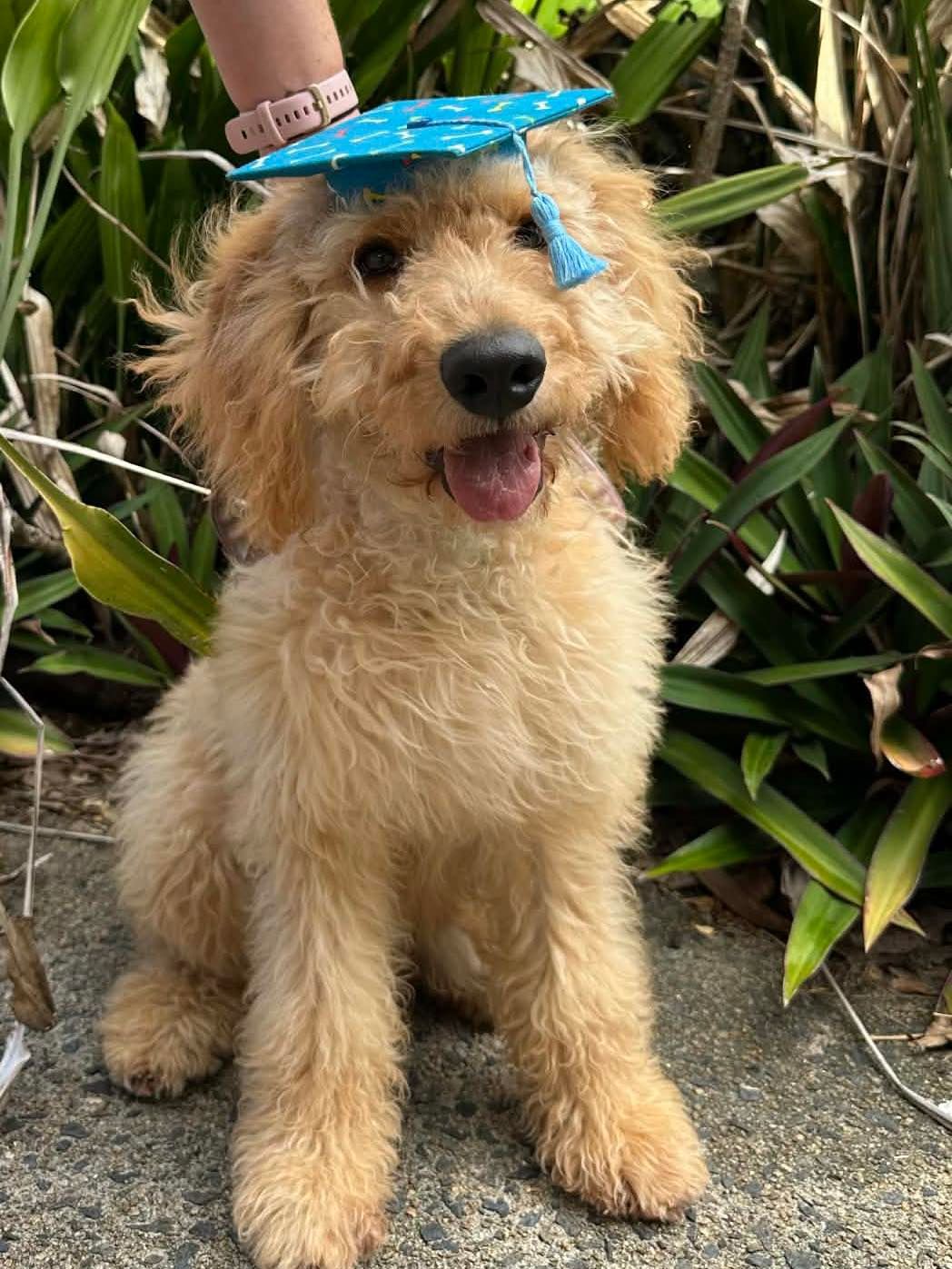 Golden Doodle Puppy Wearing a Blue Graduation Cap — Canine Training School in Port Douglas, QLD