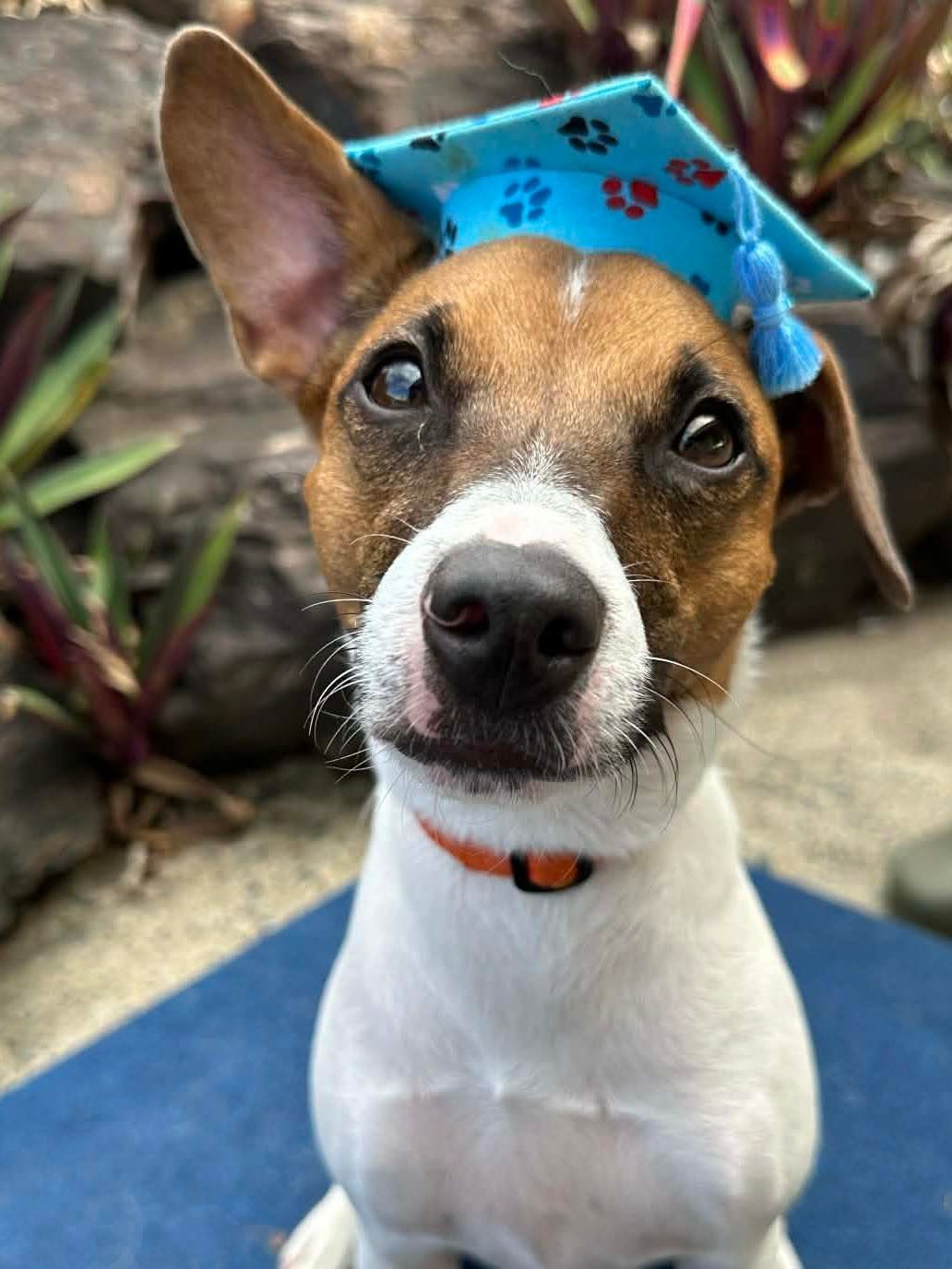 Jack Russell Terrier Wearing a Blue Graduation Cap — Canine Training School in Trinity Park, QLD