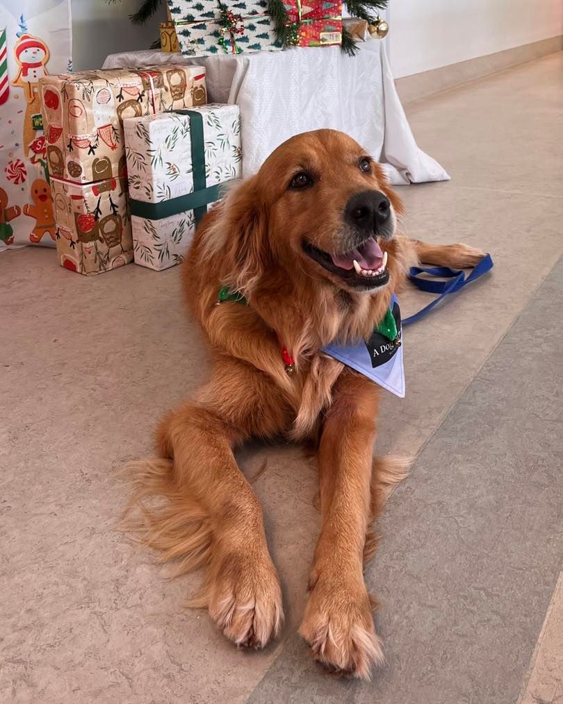 Golden Retriever Dog With a Bandana Smiles Near Christmas Presents — Canine Training School in Trinity Park, QLD