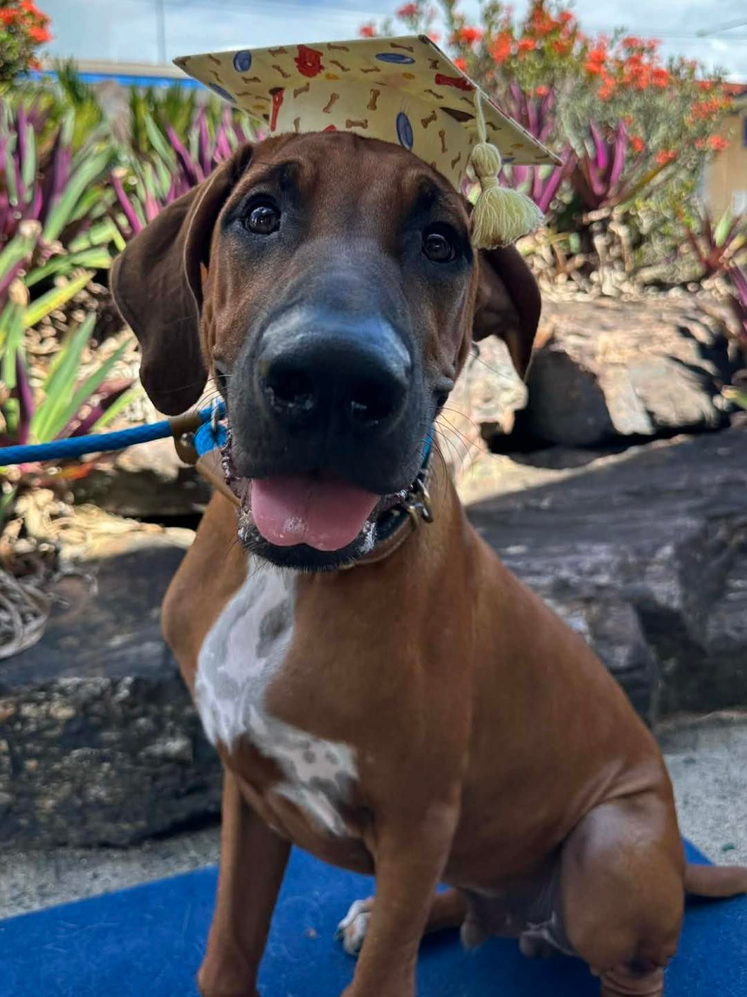 Brown Dog With a Graduation Cap Smiles in an Outdoor Setting — Canine Training School in Gordonvale, QLD
