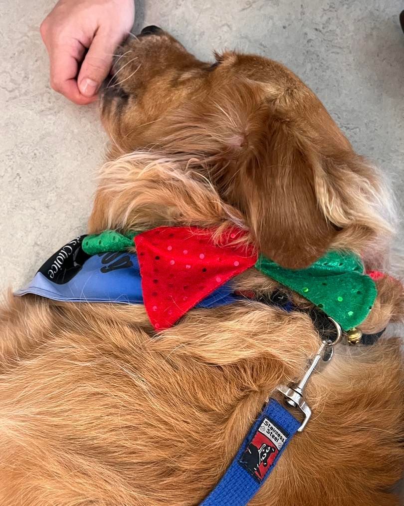 Golden-colored Dog Resting, Wearing Festive Bandanas and a Leash — Canine Training School in Trinity Park, QLD
