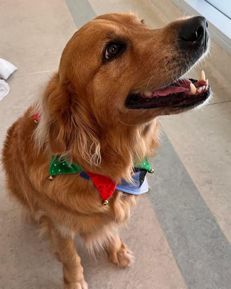 Golden Retriever Wearing a Festive Collar — Canine Training School in Trinity Park, QLD