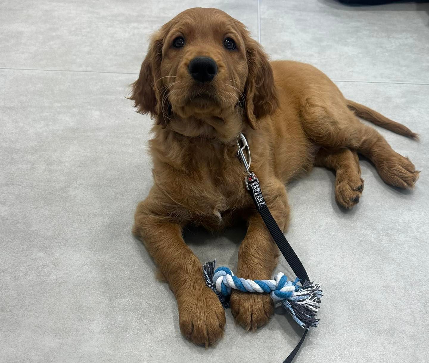 Golden Puppy Lying on a Light Gray Floor, Looking at the Camera — Canine Training School in Trinity Park, QLD