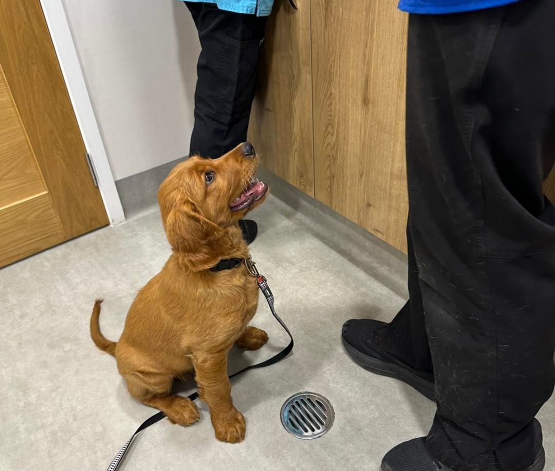 Golden Puppy Sits on Floor — Canine Training School in Trinity Park, QLD