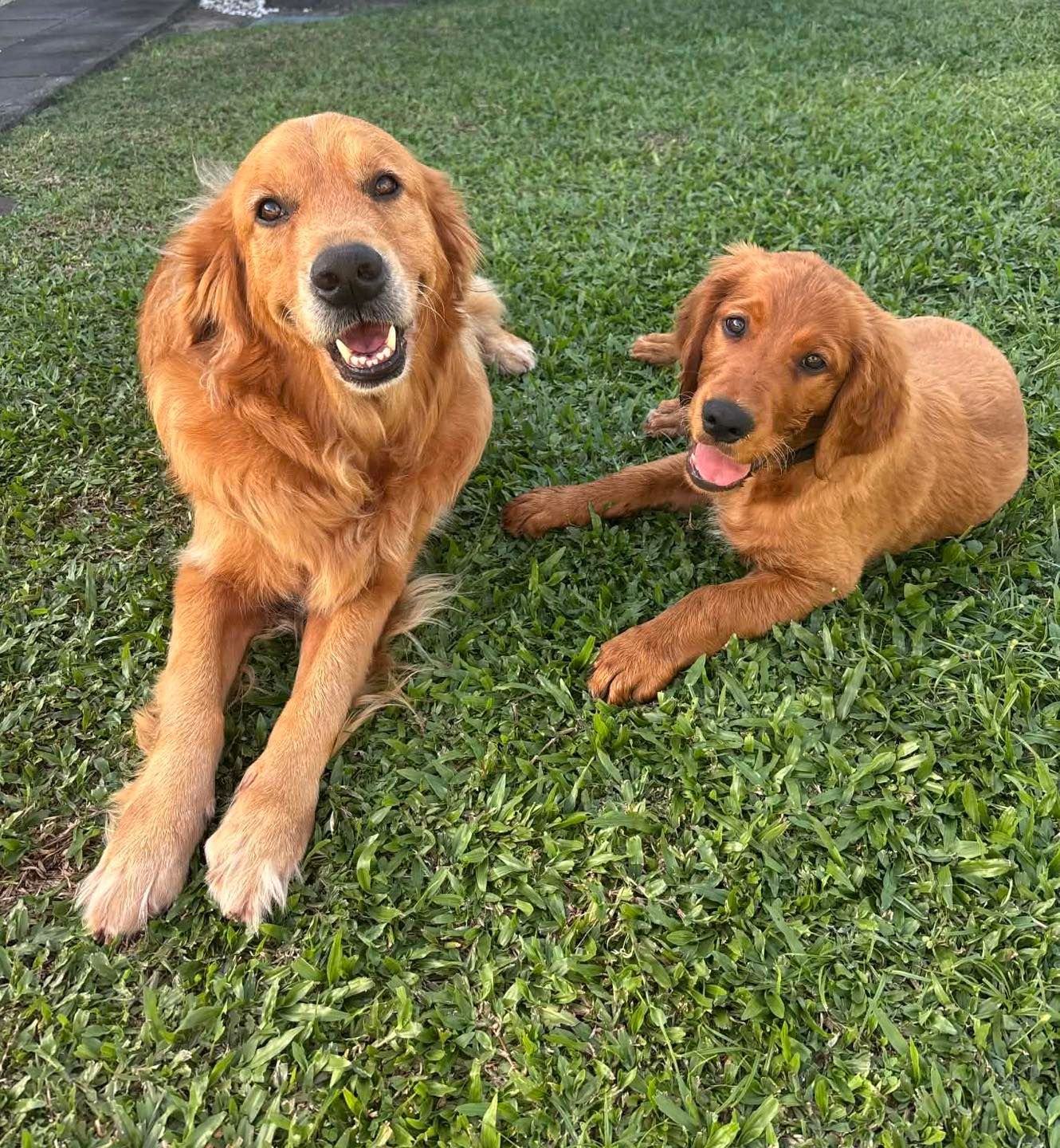 Two golden retrievers on green grass, one with mouth open, both looking at the camera.