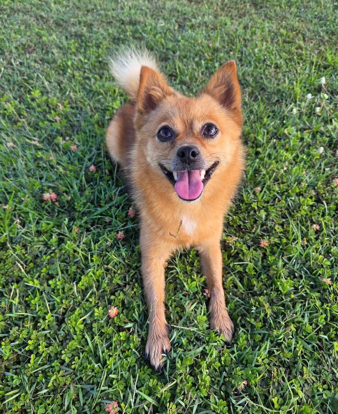 Brown and tan dog with happy expression, sitting in green grass.