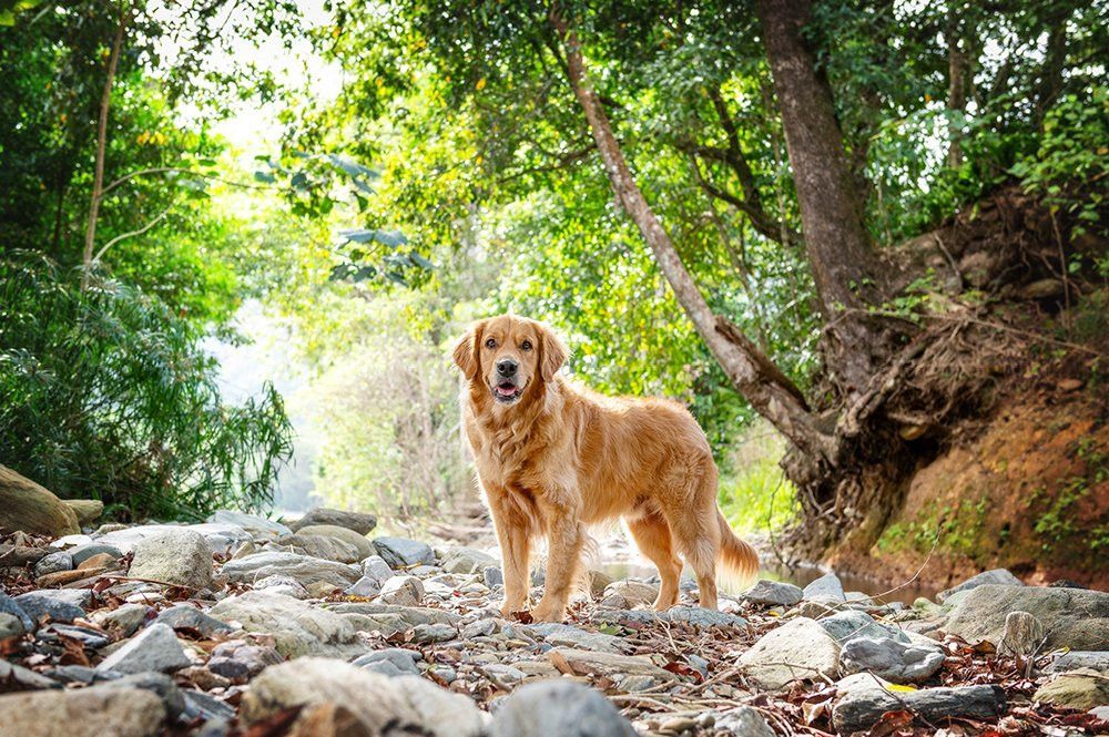 Golden retriever stands on a rocky path in a lush, green forest, looking towards the camera.— Canine Training School in Gordonvale, QLD