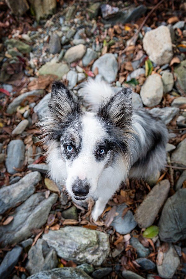 Blue merle Border Collie looking upwards, surrounded by rocks and leaves.— Canine Training School in Trinity Park, QLD