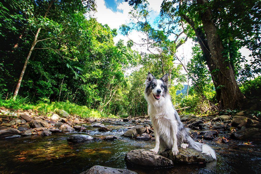 Dog in black and white fur, sitting on a rock in a shallow stream, surrounded by lush green forest.— Canine Training School in Trinity Park, QLD