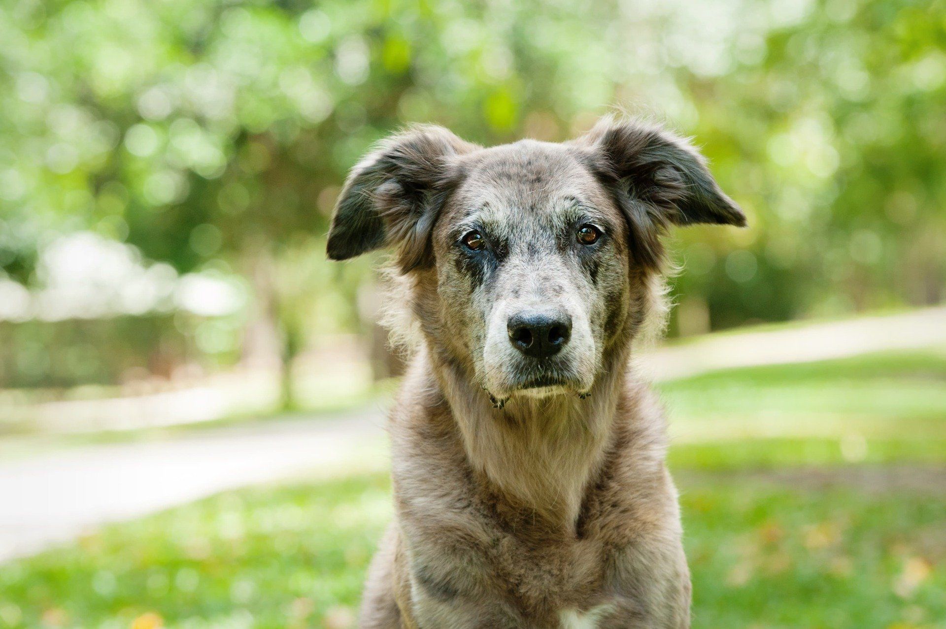 Dog With Gray Fur and Kind Eyes in a Park — Canine Training School in Trinity Park, QLD