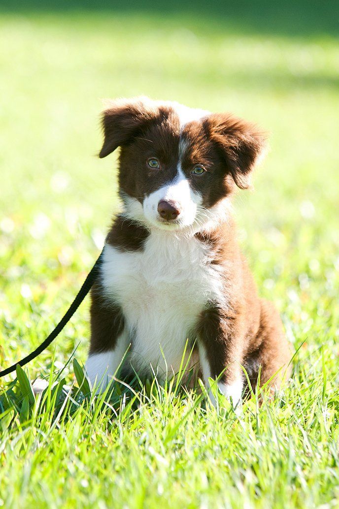 Brown and White Border Collie Puppy Sitting in Green Grass — Canine Training School in Trinity Park, QLD