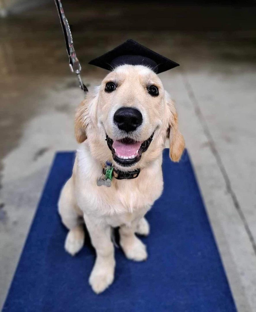 Golden retriever puppy wearing a graduation cap, sitting on a blue mat, smiling.— Canine Training School in Trinity Park, QLD