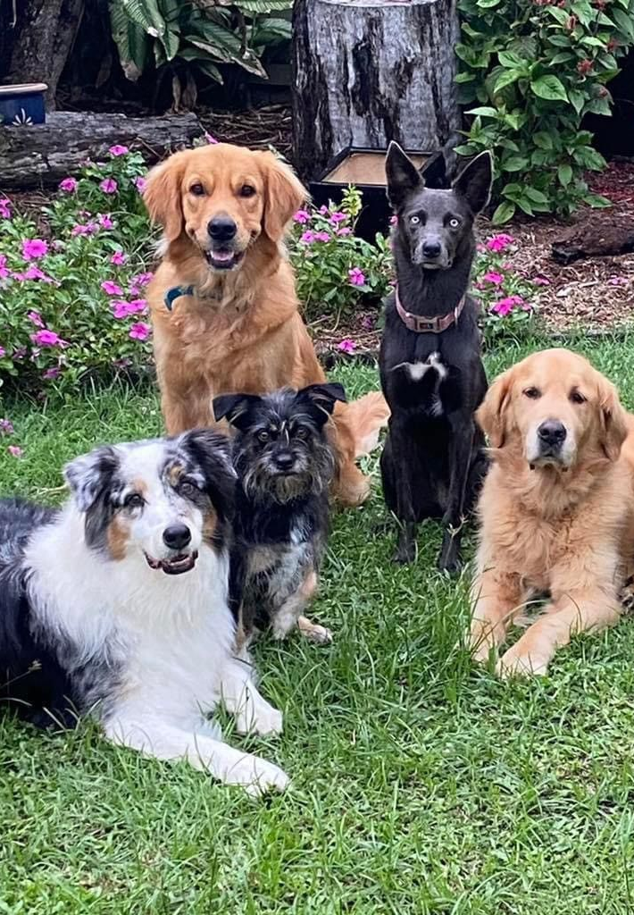 Two Brown and White Dogs Chewing on a Large Brown Stick — Canine Training School in Trinity Park, QLD