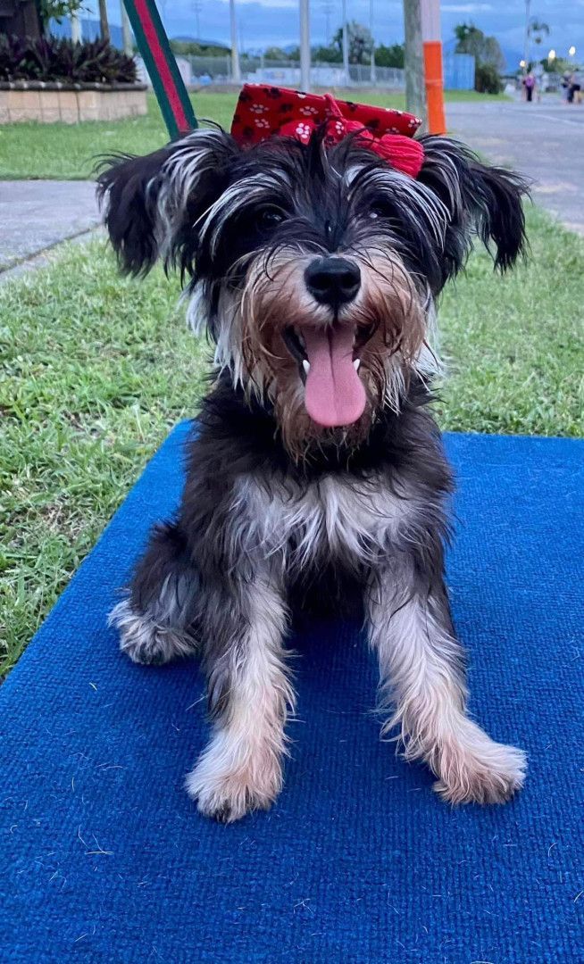 Smiling black and silver dog with red bow sits on blue mat outdoors.— Canine Training School in Trinity Park, QLD