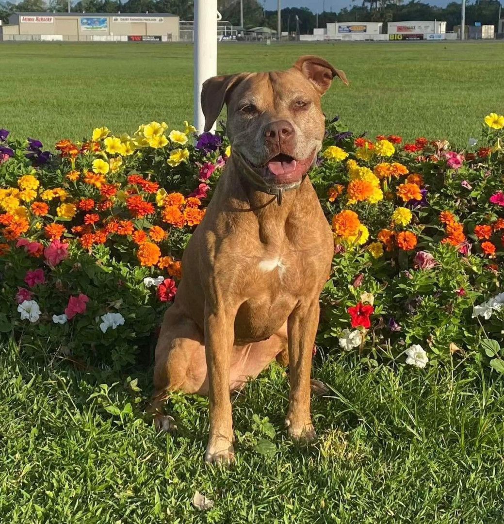 Brown dog sitting in front of colorful flowers, smiling with green grass and a pole in the background.— Canine Training School in Trinity Park, QLD